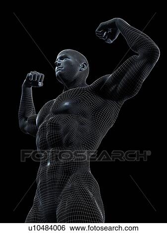 Stock Photograph - Male anatomy, illustration. Fotosearch