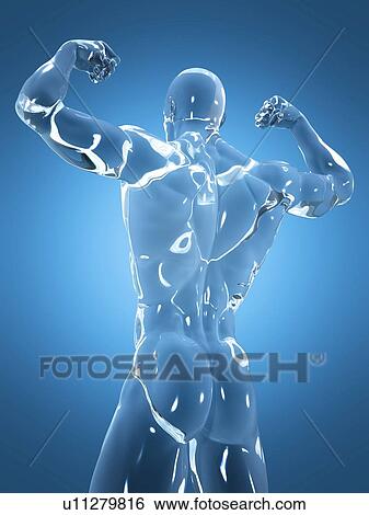 Male anatomy, illustration View Large Photo Image Stock Photograph - Male anatomy, illustration. Fotosearch