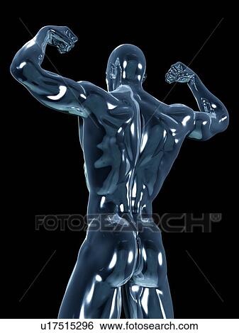 Stock Photograph - Male anatomy, illustration. Fotosearch