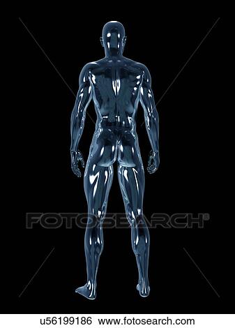 Stock Photograph - Male anatomy, illustration. Fotosearch