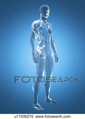 Male anatomy, illustration View Large Photo Image Stock Photography - Male anatomy, illustration. Fotosearch