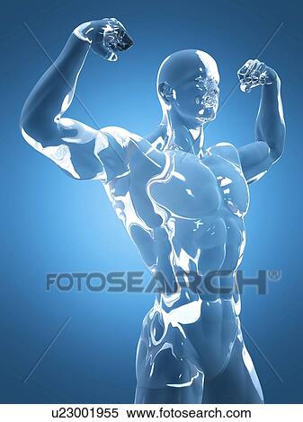 Male anatomy, illustration View Large Photo Image Stock Photography - Male anatomy, illustration. Fotosearch