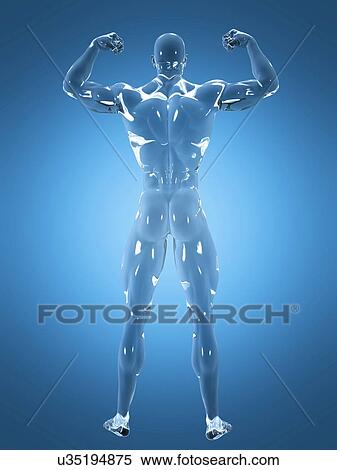 Male anatomy, illustration View Large Photo Image Stock Photography - Male anatomy, illustration. Fotosearch