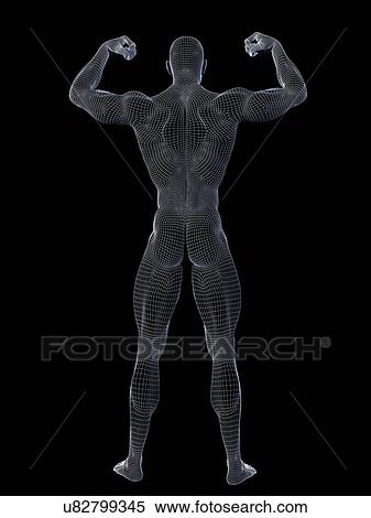 Stock Photography - Male anatomy, illustration. Fotosearch