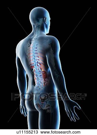 Stock Image - Male back anatomy, computer illustration.. Fotosearch