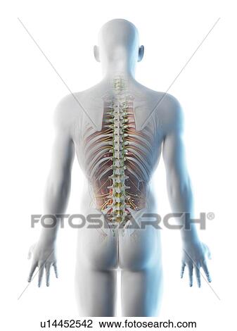 Male back anatomy, computer illustration. View Large Photo Image Stock Image - Male back anatomy, computer illustration.. Fotosearch