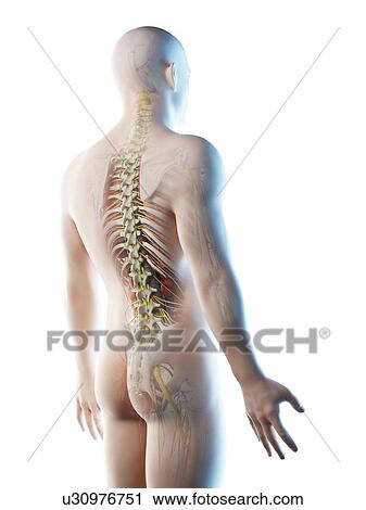 Stock Image - Male back anatomy, computer illustration.. Fotosearch