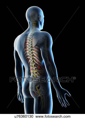 Male back anatomy, computer illustration. View Large Photo Image Stock Image - Male back anatomy, computer illustration.. Fotosearch