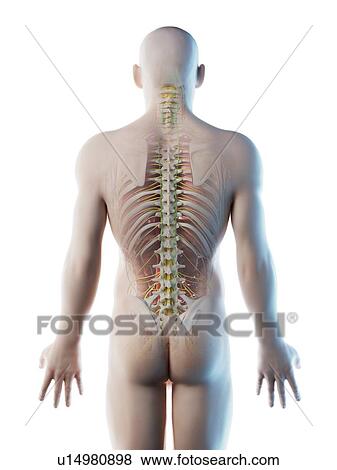 Stock Photo - Male back anatomy, computer illustration.. Fotosearch