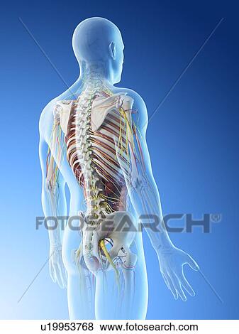 Stock Photo - Male back anatomy, computer illustration.. Fotosearch