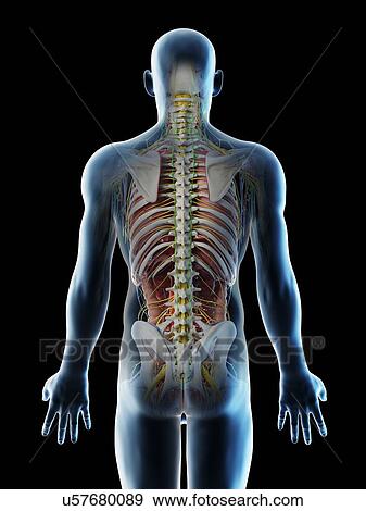 Stock Photo - Male back anatomy, computer illustration.. Fotosearch