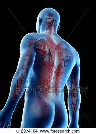 Picture - Male back muscles, computer illustration.. Fotosearch