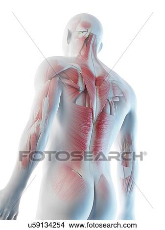 Male back muscles, computer illustration. View Large Photo Image Picture - Male back muscles, computer illustration.. Fotosearch