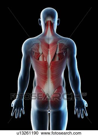 Stock Image - Male back muscles, computer illustration.. Fotosearch