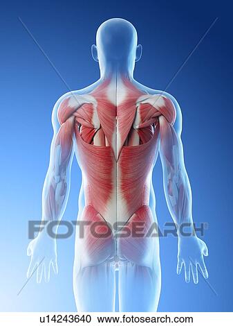 Male back muscles, computer illustration. View Large Photo Image Stock Image - Male back muscles, computer illustration.. Fotosearch