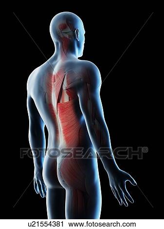 Male back muscles, computer illustration. View Large Photo Image Stock Image - Male back muscles, computer illustration.. Fotosearch