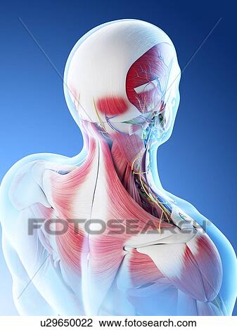 Stock Image - Male back muscles, computer illustration. and neck. Fotosearch
