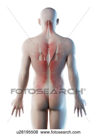 Male back muscles, computer illustration. View Large Photo Image Stock Photo - Male back muscles, computer illustration.. Fotosearch