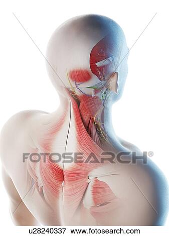 Stock Photo - Male back muscles, computer illustration. and neck. Fotosearch