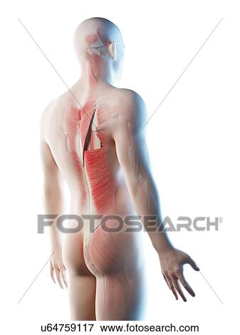 Stock Photo - Male back muscles, computer illustration.. Fotosearch