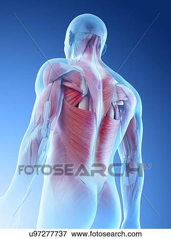 Male back muscles, computer illustration. View Large Photo Image Stock Photo - Male back muscles, computer illustration.. Fotosearch