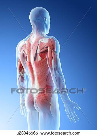 Stock Photography - Male back muscles, computer illustration.. Fotosearch