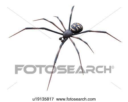 Male black widow spider, computer illustration. View Large Photo Image Stock Photo - Male black widow spider, computer illustration.. Fotosearch