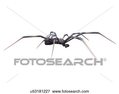 Stock Photo - Male black widow spider, computer illustration.. Fotosearch