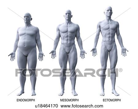 Male body types, computer illustration. View Large Photo Image Stock Image - Male body types, computer illustration.. Fotosearch