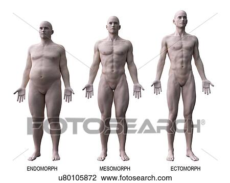 Stock Image - Male body types, computer illustration.. Fotosearch