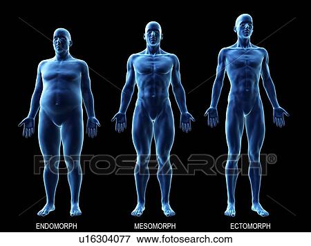 Male body types, computer illustration. View Large Photo Image Stock Photo - Male body types, computer illustration.. Fotosearch