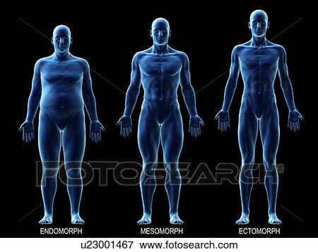 Male body types, computer illustration. View Large Photo Image Stock Photo - Male body types, computer illustration.. Fotosearch