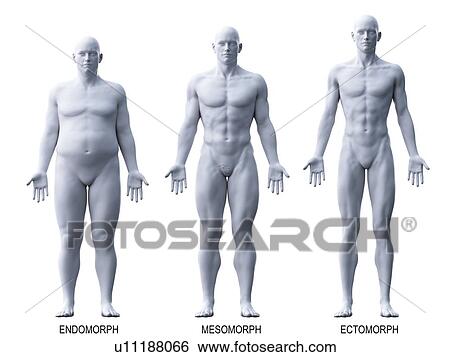 Male body types, computer illustration. View Large Photo Image Stock Photograph - Male body types, computer illustration.. Fotosearch