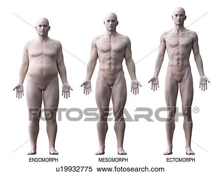 Male body types, computer illustration. View Large Photo Image Stock Photography - Male body types, computer illustration.. Fotosearch