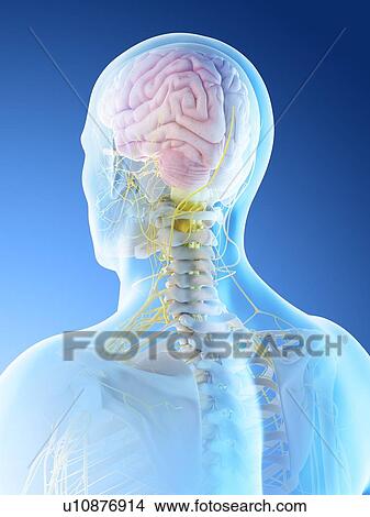 Picture - Male brain, computer illustration.. Fotosearch