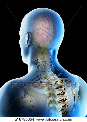 Picture - Male brain, computer illustration.. Fotosearch