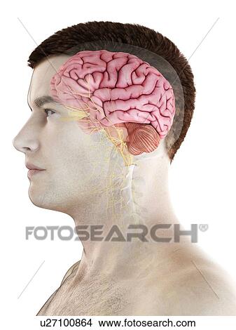 Picture - Male brain, computer illustration.. Fotosearch