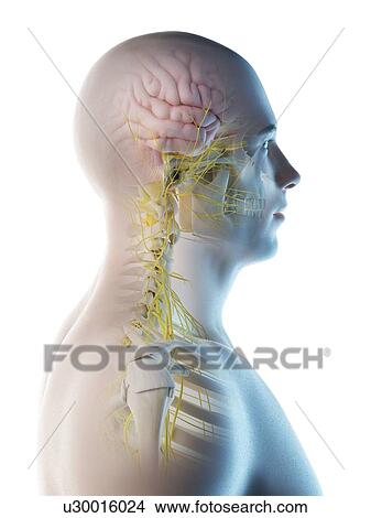 Picture - Male brain, computer illustration.. Fotosearch