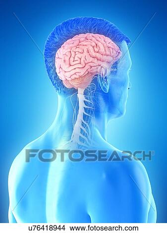 Picture - Male brain, computer illustration.. Fotosearch