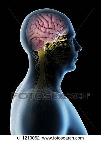 Male brain, computer illustration. View Large Photo Image Stock Image - Male brain, computer illustration.. Fotosearch