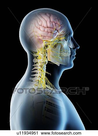 Male brain, computer illustration. View Large Photo Image Stock Image - Male brain, computer illustration.. Fotosearch