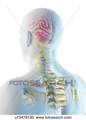 Stock Image - Male brain, computer illustration.. Fotosearch