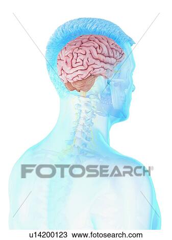 Stock Image - Male brain, computer illustration.. Fotosearch