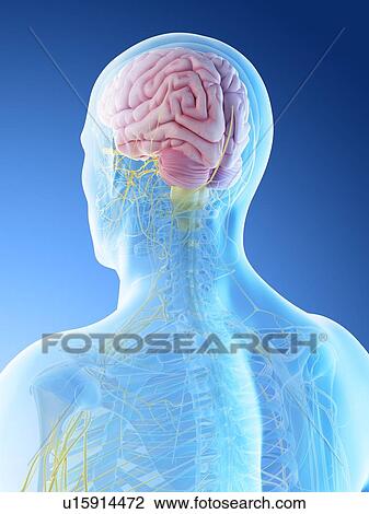 Stock Image - Male brain, computer illustration.. Fotosearch