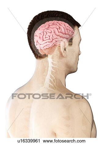 Male brain, computer illustration. View Large Photo Image Stock Image - Male brain, computer illustration.. Fotosearch