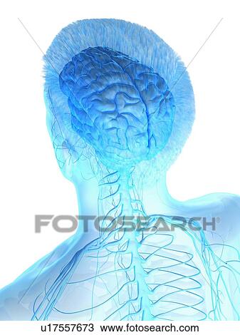 Stock Image - Male brain, computer illustration.. Fotosearch