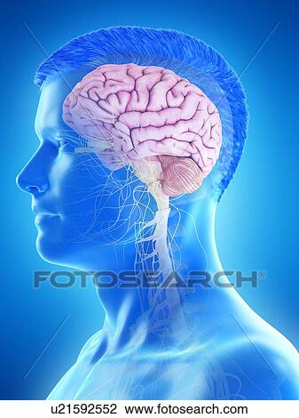 Stock Image - Male brain, computer illustration.. Fotosearch