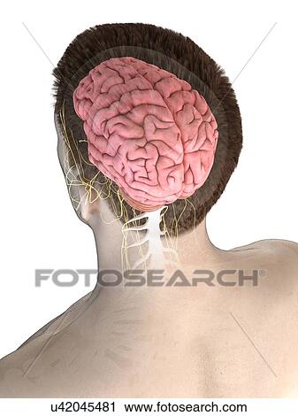 Male brain, computer illustration. View Large Photo Image Stock Image - Male brain, computer illustration.. Fotosearch