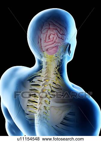 Stock Photo - Male brain, computer illustration.. Fotosearch