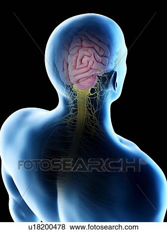 Stock Photo - Male brain, computer illustration.. Fotosearch